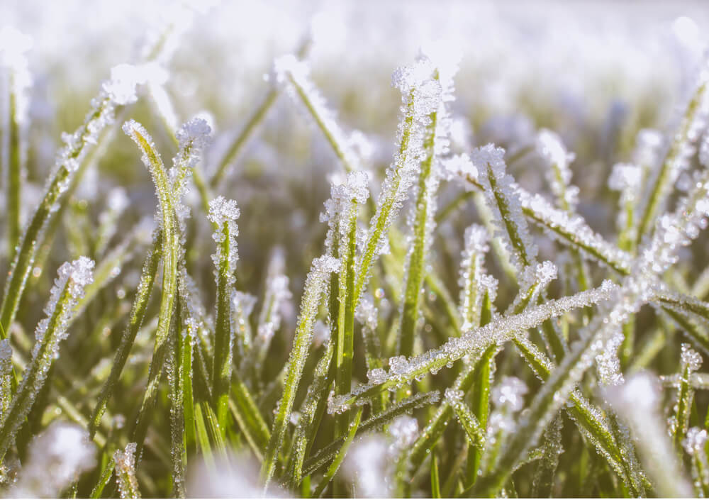 Winter Lawn Care